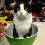 Cat in pot | Direct Carpet Unlimited
