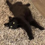 Cat on Carpet | Direct Carpet Unlimited