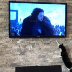 Cat watching tv | Direct Carpet Unlimited