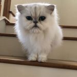 White cat on stairway | Direct Carpet Unlimited