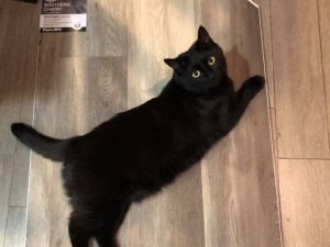 Black cat on floor | Direct Carpet Unlimited
