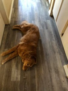 Pet friendly floor | Direct Carpet Unlimited