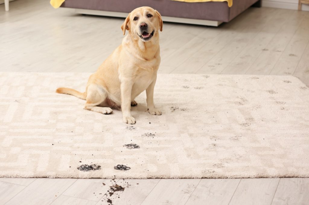The Best Rug Materials in a Home with Pets