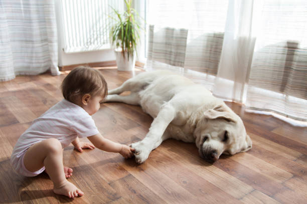 Pet friendly | Direct Carpet Unlimited