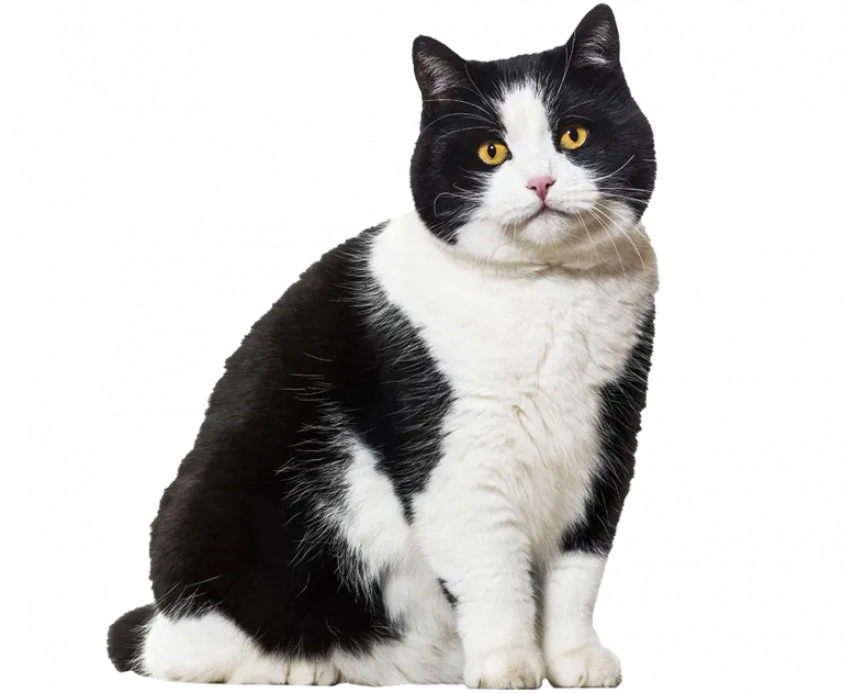 birdie_transparent-1-768x631