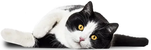 imgi_20_birdie-laying