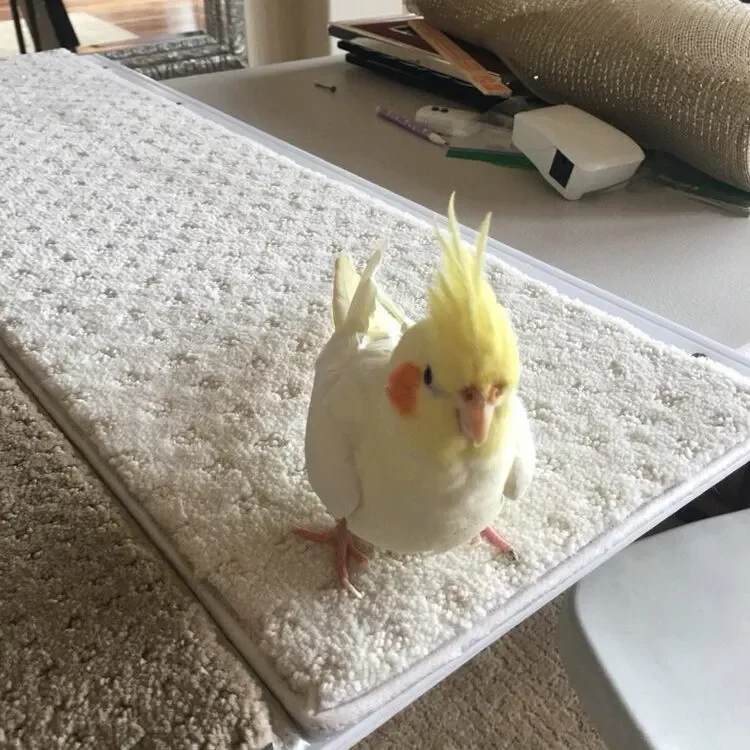 imgi_4_Peaches-square