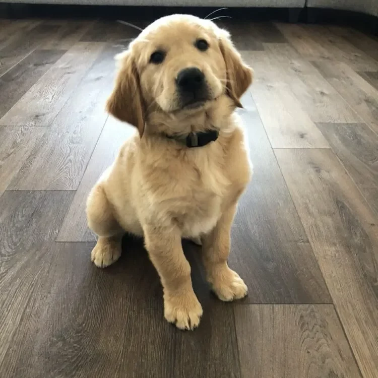 imgi_6_Gunner-square